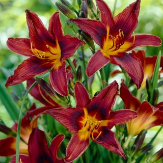 Хемероцаллис, Даилили Блацк Принце - булб / тубер / роот - Hemerocallis hybrida Black Prince