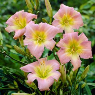 Хемероцаллис, Даилили Цатхерине Воодберри - булб / тубер / роот - Hemerocallis hybrida Catherine Woodberry