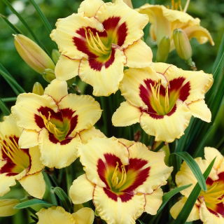 Hemerocallis, Taglilie El Desperado