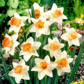Narcis narcis - 5 ks - 