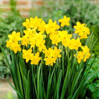 Narcissus Jonquilla -Narzisse Sweetness - 5 Zwiebeln