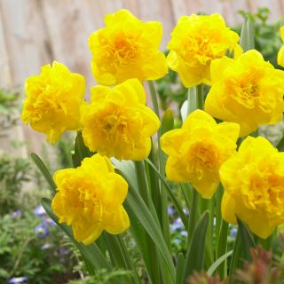 Dvojitý narcis Eastertide - 5 ks