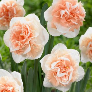 Dubbele narcis Flower Surprise - 5 stks