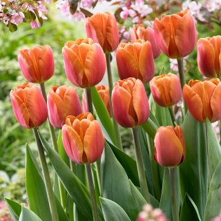 Tulipa hnědý cukr - Tulipán hnědý cukr - 5 květinové cibule - Tulipa Brown Sugar