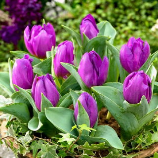 Tulipa Baby Blue - Tulip Baby Blue - 5 bulbs