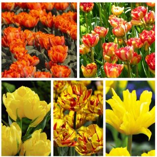 Gefüllte Tulpe - Auswahl der  gelb und orange blühenden Sorten - 50 Stück