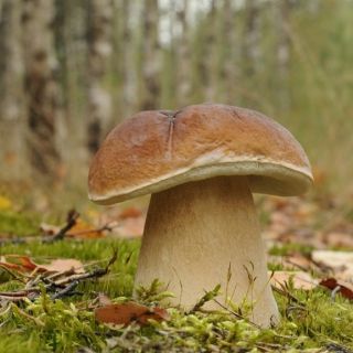 Penny zsemle, cep, sertésporc, porcini - friss spawn (micélium) - nagyobb csomag - 