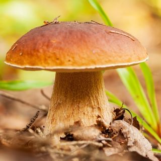 Finluden stensopp - Mycel - Boletus reticulatus