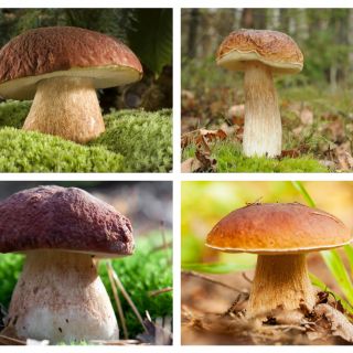 Hríb - štyri druhy - porcini, breza cep, borovica bolet, letné cep - 