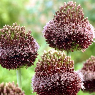 Allium Forelock