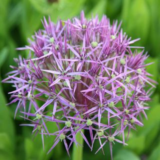 Allium christophii - 5 בצל - Allium cristophii