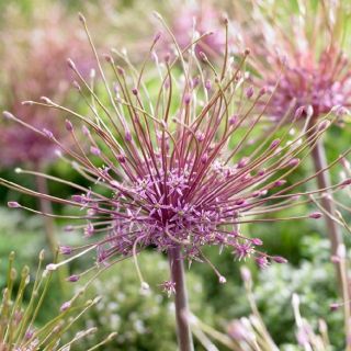 Allium schubertii, Schuberts Lauch, Igelkolben-Lauch, Zierlauch