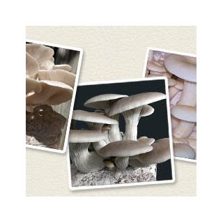 Pleurote - 1 kg - Pleurotus