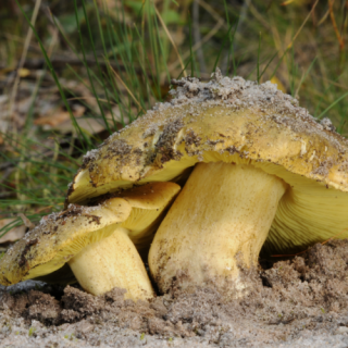 Čovjek na konju - micelij; žuti vitez - Tricholoma equestre
