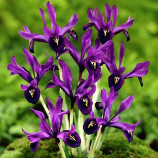 Iris Botanical George - Iris Botanical George - 10 bulbs