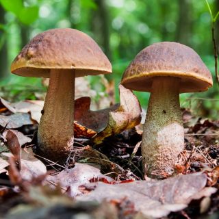 Grovstamme bolete, scaber stilk, birk bolete - frisk spawn (mycel) - større pakke - 