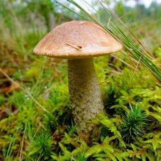 Björksopp - Mycel - Leccinum scabrum