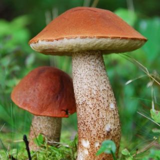 Leccinum aurantiacum - Micelio