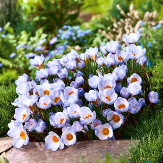 Crocus Blue Pearl - groot pakket! - 200 stuks - 