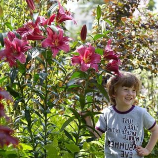 Copac Lily Lilium Purple Prince - bulb / tuber / rădăcină