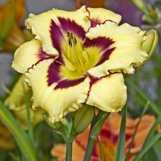Hemerocallis, Taglilie El Desperado
