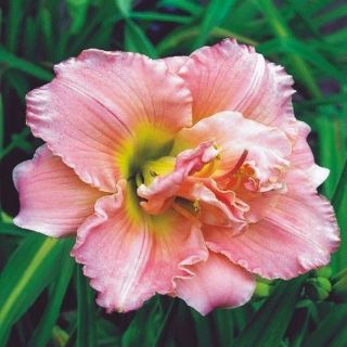 Hemerocallis, Daylily Double Dream