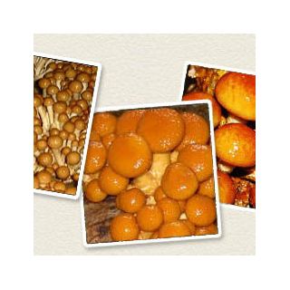 Pholiata nameko - 1 kg