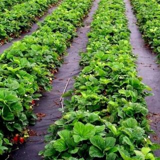 Vello nero anti-erba (agrotessuto) - per pacciamatura di fragole e fragoline di bosco - 1,60 x 5,00 m - 
