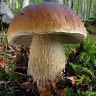 Vaccinul cu miocorf (mycorrhiza) - porcini - cocoșul - bolete bay - ciuperci pădure comestibile