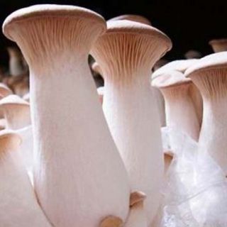 König Trompete Pilz; Waldhornpilz, Königsausternpilz, Königsbraunpilz, Steinpilz der Steppe, Trompete Royale, ali "i oyster - 