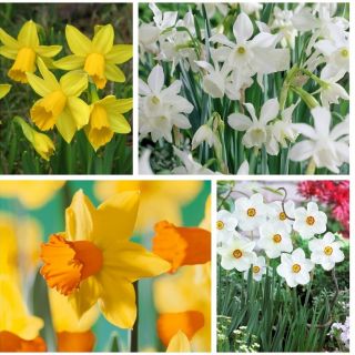 Selection of low growing daffodils – 60 pcs