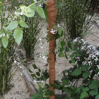 Tuteur de support de cocotier - 15 mm / 40 cm - 