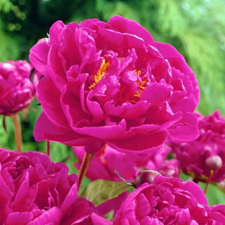 Paeonia - Karl Rosenfield