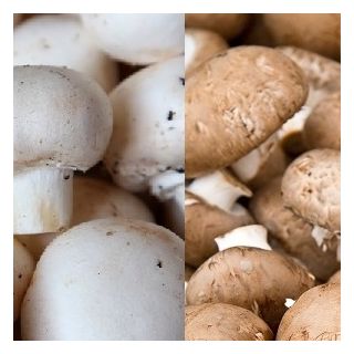 Champiñón común - 10 kg - blanco&marrón - Agaricus bisporus