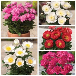 Pot peony - krāsainu šķirņu izvēle - 5 gab - 