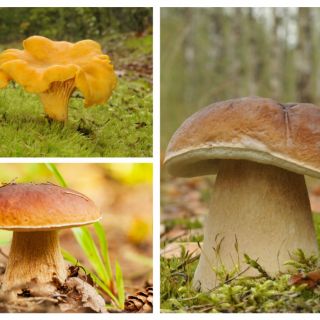 Dubové a bukové huby - 3 druhy - mycélium - 