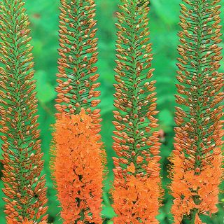 Eremurus himalaicus - Cleopatra