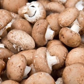 Champignon - 3l - Agaricus bisporus
