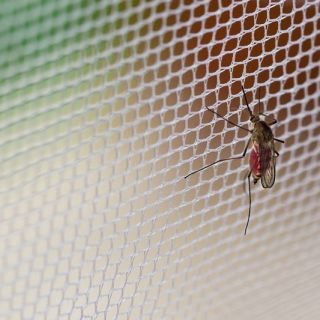 Sort myggenet 150 x 180 cm - beskyttelse mod myg og andre flyvende insekter - 