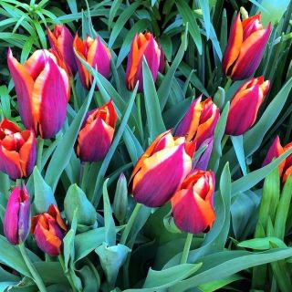 Tulipa Slawa - Tulip Slawa - 5 bulbs