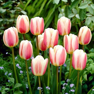Tulipa Beau Monde - Tulip Beau Monde - 5 bulbs