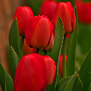 Rote Tulpe- Red - große Packung! - 50 Stück