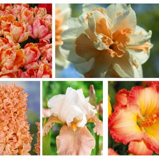 ピンクオレンジ色の花セット -  5種 - 