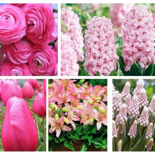 Set di fiori rosa - 5 specie - 