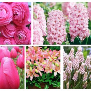 Set di fiori rosa - 5 specie - 