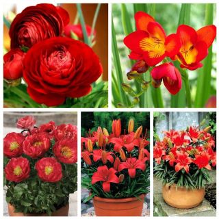 Selectarea plantelor de ghiveci - specii cu flori roșii - 5 soiuri - 