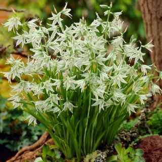 Aftonstjärna - paket med 10 stycken - Ornithogalum Nutans
