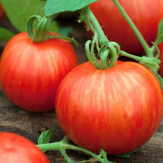 Tomato - Tigerella - Bold Striped Beauty, Eye-Catching Fruit - Fresh Seeds