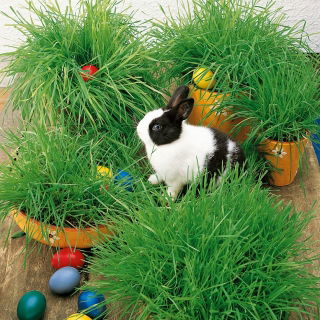Havre - Avena sativa - Livfulla havreplantor, enkla och snabbväxande! - Färska frön