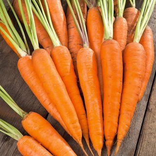 Carrot 'Comet - Kometa F1' seeds - Daucus carota